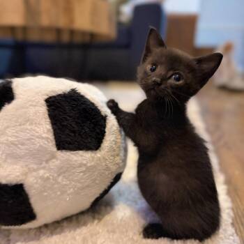 Wednesday -  Domestic Short Hair Cat for Adoption in Webster, Texas - Wednesday | PetCurious