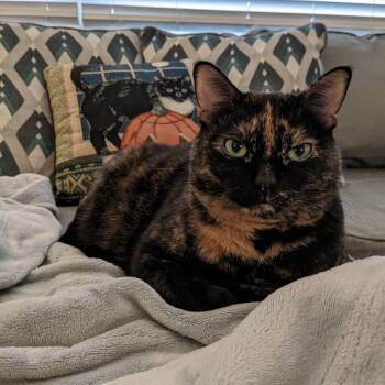 Rescue Domestic Short Hair Cats for Adoption in South Elgin, Illinois - Marceline - Home To Home | PetCurious