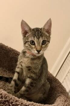 Lee-Lee -  Tabby and Domestic Short Hair Cat for Adoption in Plano, Texas - Lee-Lee | PetCurious