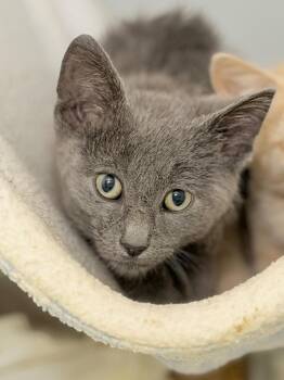 Registration -  Domestic Short Hair Cat for Adoption in Menomonie, Wisconsin - Registration | PetCurious