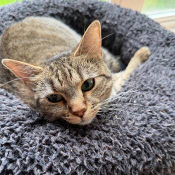 Jade Tarkitty -  Domestic Short Hair Cat for Adoption in Merrifield, Virginia - Jade Tarkitty | PetCurious