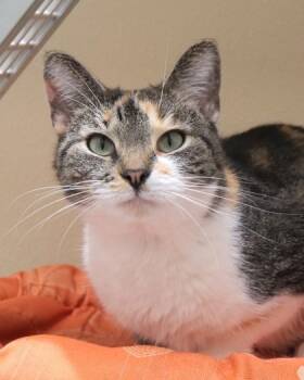 Rescue Domestic Short Hair Cats for Adoption in Fishers, Indiana - Rumi (at PetSmart) | PetCurious