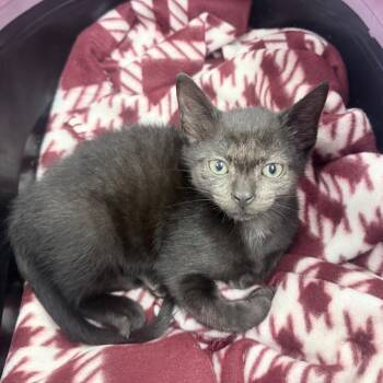 Domestic Short Hair Cats Available for Adoption in Jupiter, Florida - Carter | PetCurious