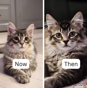 Now / Then -  Domestic Short Hair Cat for Adoption in Minneapolis, Minnesota - Now / Then | PetCurious