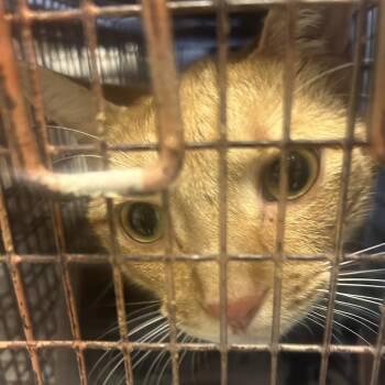 Domestic Short Hair Cats Available for Adoption in Philadelphia, Pennsylvania - Algon | PetCurious