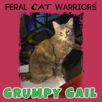 Domestic Medium Hair Cats Available for Adoption in Kingman, Arizona - Grumpy Gail | PetCurious
