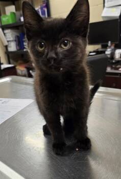 CINDER -  Domestic Short Hair Cat for Adoption in Aliquippa, Pennsylvania - CINDER | PetCurious