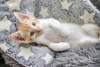 Nigel -  Domestic Medium Hair Cat for Adoption in West Palm Beach, Florida - Nigel | PetCurious