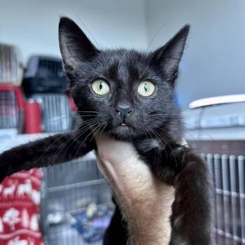 Widget -  Domestic Short Hair Cat for Adoption in Matteson, Illinois - Widget | PetCurious