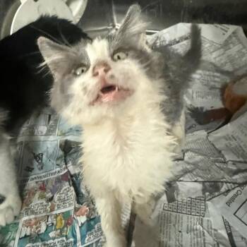 Halo(Elk ) -  Domestic Short Hair Cat for Adoption in Edinburg, Texas - Halo(Elk ) | PetCurious