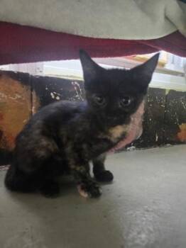 Jess -  Domestic Short Hair Cat for Adoption in Savannah, Georgia - Jess | PetCurious
