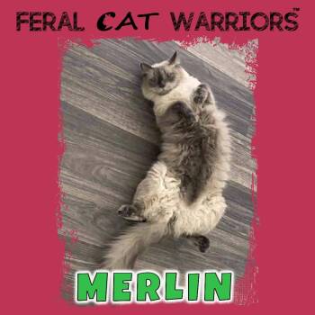 Domestic Long Hair Cats Available for Adoption - Merlin | PetCurious