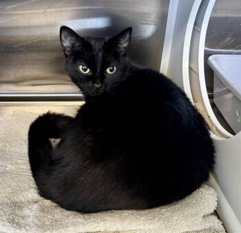 LYRA -  Domestic Short Hair Cat for Adoption in Kalamazoo, Michigan - LYRA | PetCurious