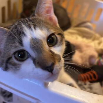 Dean -  Tabby Cat for Adoption in Melrose, Massachusetts - Dean | PetCurious