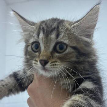 Domestic Medium Hair Cats Available for Adoption in Corpus Christi, Texas - Simone | PetCurious