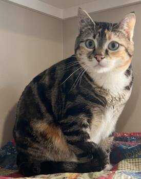 Reba -  Calico and Tabby Cat for Adoption in Claresholm, Alberta - Reba | PetCurious