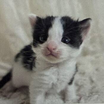 Domestic Long Hair Cats Available for Adoption - Shaun | PetCurious