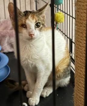 Rescue Calico Cats for Adoption in San Antonio, Texas - Sprinkles | PetCurious