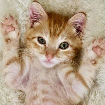 Spunky Brewster* -  Domestic Short Hair Cat for Adoption in San Gabriel, California - Spunky Brewster* | PetCurious