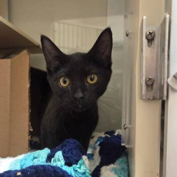Zach -  Domestic Short Hair Cat for Adoption in Ballston Spa, New York - Zach | PetCurious