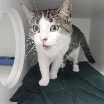 Domestic Short Hair Cats Available for Adoption in Fall River, Massachusetts - Bella | PetCurious