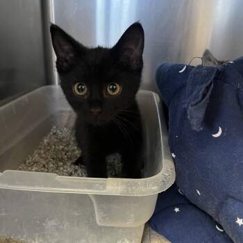 Bug -  Domestic Short Hair Cat for Adoption in Washington, Utah - Bug | PetCurious