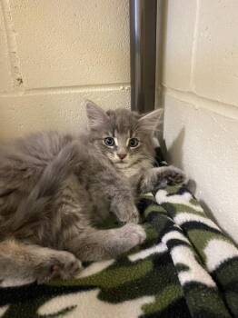 Rescue Domestic Medium Hair Cats for Adoption - Stormy | PetCurious