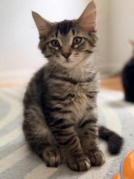 Cyrus -  Domestic Medium Hair Cat for Adoption in Duxbury, Massachusetts - Cyrus | PetCurious