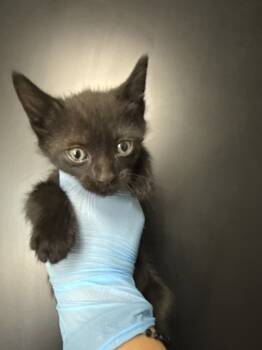 Rescue Domestic Short Hair Cats for Adoption in San Bernardino, California - ONYX | PetCurious