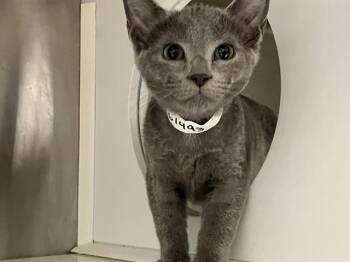 Domestic Short Hair Cats Available for Adoption in Tustin, California - RAZZLE | PetCurious