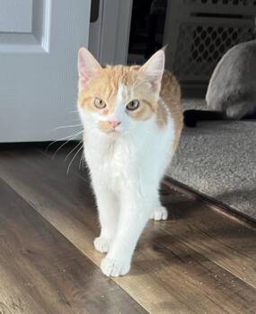 Domestic Short Hair Cats Available for Adoption - SKIPPER | PetCurious