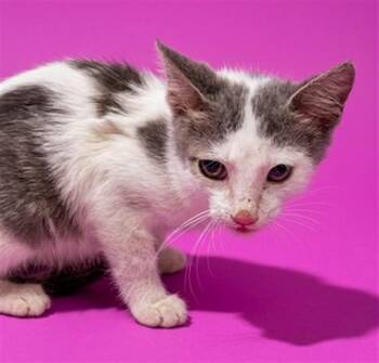 MCFLURRY -  Domestic Short Hair Cat for Adoption in Jacksonville, Florida - MCFLURRY | PetCurious