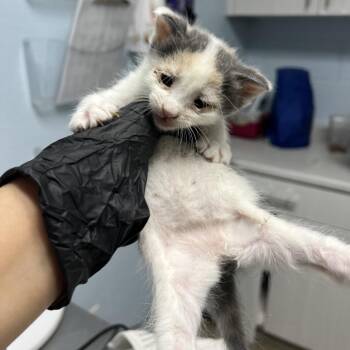 Domestic Short Hair Cats Available for Adoption in Riverside, California - Hotdog | PetCurious