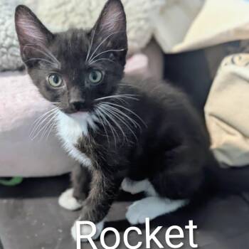 Rocket (Paprika) -  Domestic Medium Hair Cat for Adoption in Ashland, Virginia - Rocket (Paprika) | PetCurious