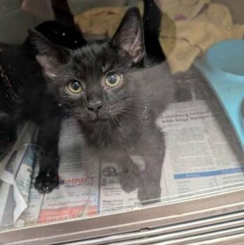 Bryce -  Domestic Short Hair Cat for Adoption in Louisburg, North Carolina - Bryce | PetCurious