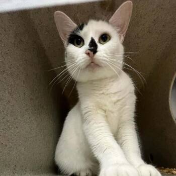 Dorothy -  Domestic Short Hair Cat for Adoption in Lyndhurst, Virginia - Dorothy | PetCurious