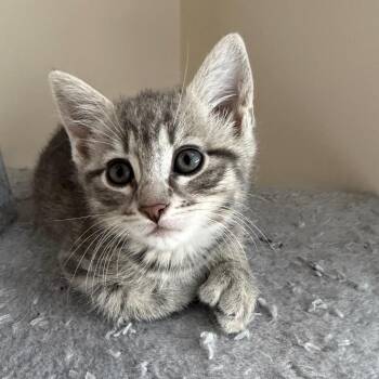 Patricia -  Domestic Short Hair Cat for Adoption in Hopkinton, Massachusetts - Patricia | PetCurious