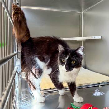 Esmerelda -  Domestic Medium Hair Cat for Adoption in Scituate, Massachusetts - Esmerelda | PetCurious