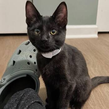 Broken Talon -  Domestic Short Hair Cat Available for Adoption in Fredericksburg, Virginia - Broken Talon | PetCurious
