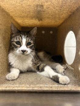 Magic -  Domestic Short Hair Cat for Adoption in Fruit Heights, Utah - Magic | PetCurious