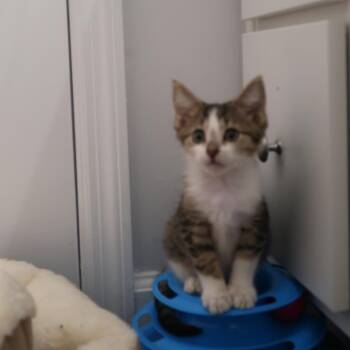 Honeycrisp -  Domestic Short Hair Cat for Adoption in Delaware, Ohio - Honeycrisp | PetCurious