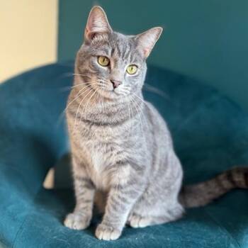 Domestic Short Hair Cats Available for Adoption - Trooper | PetCurious