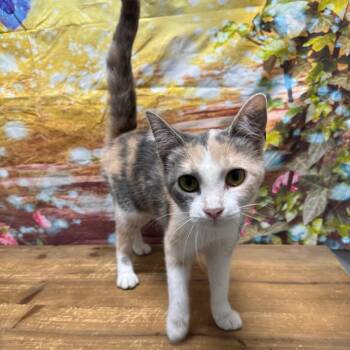 Paws -  Domestic Short Hair Cat for Adoption in Normal, Illinois - Paws | PetCurious