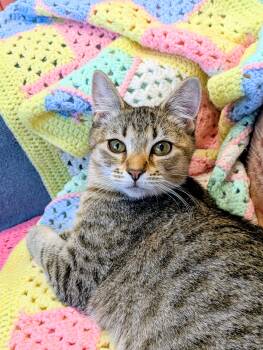 American Shorthair Cats Available for Adoption - Gus | PetCurious