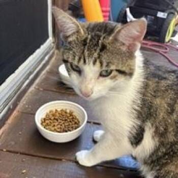 Roger Dodger -  Domestic Short Hair and Tabby Cat for Adoption in Maple Shade, New Jersey - Roger Dodger | PetCurious