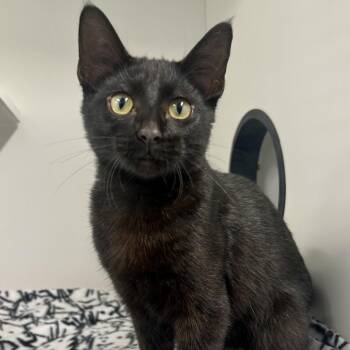 Oak -  Domestic Medium Hair Cat for Adoption in Saint Joseph, Missouri - Oak | PetCurious