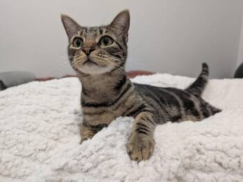 Oingo -  Domestic Short Hair Cat for Adoption in Pearland, Texas - Oingo | PetCurious