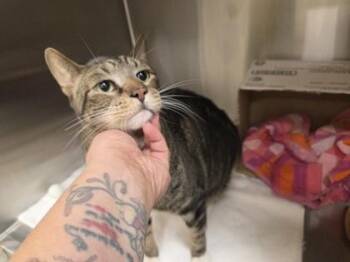 Domestic Short Hair Cats Available for Adoption - Koya | PetCurious