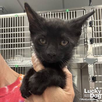 Coal -  Domestic Short Hair Cat for Adoption in Washington, District Of Columbia - Coal | PetCurious