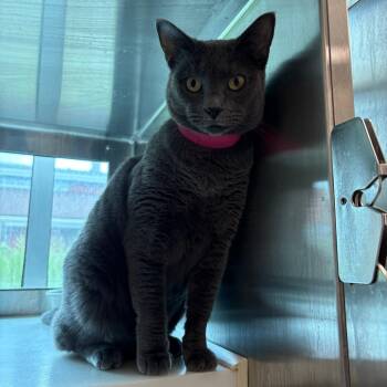 Ghosty -  Domestic Short Hair Cat for Adoption in Fairport, New York - Ghosty | PetCurious